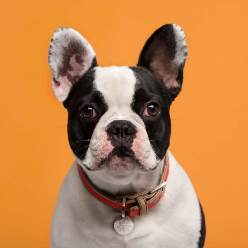 NatureTag Pet Shield Flea & Tick Defense