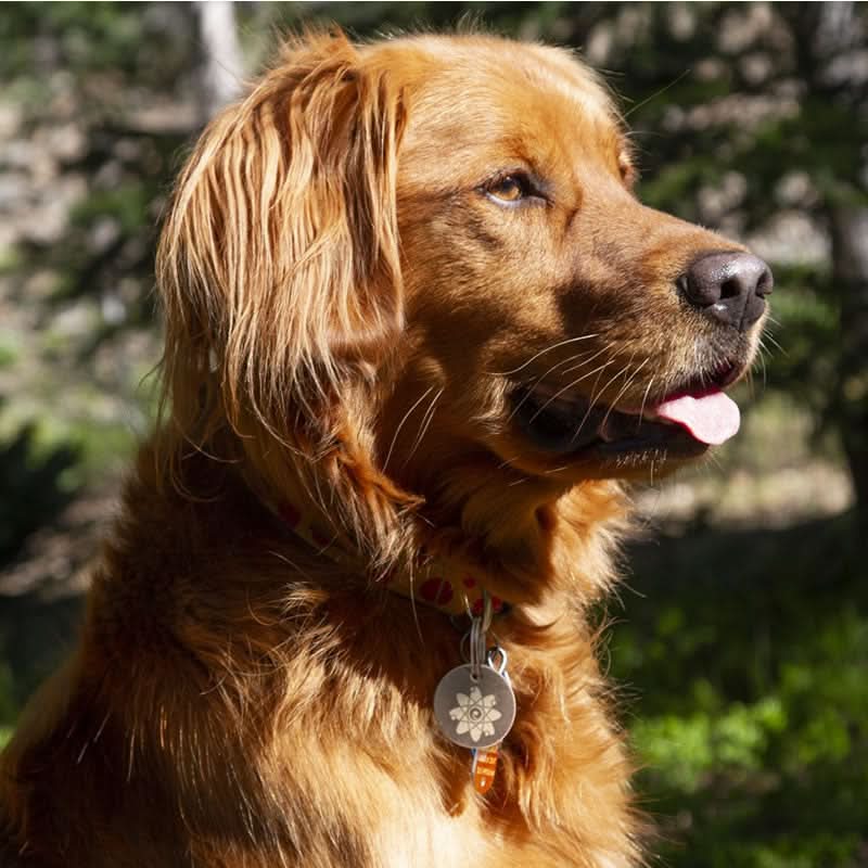 NatureTag Pet Shield Flea & Tick Defense
